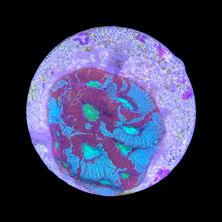 Favites Pentagona War Coral