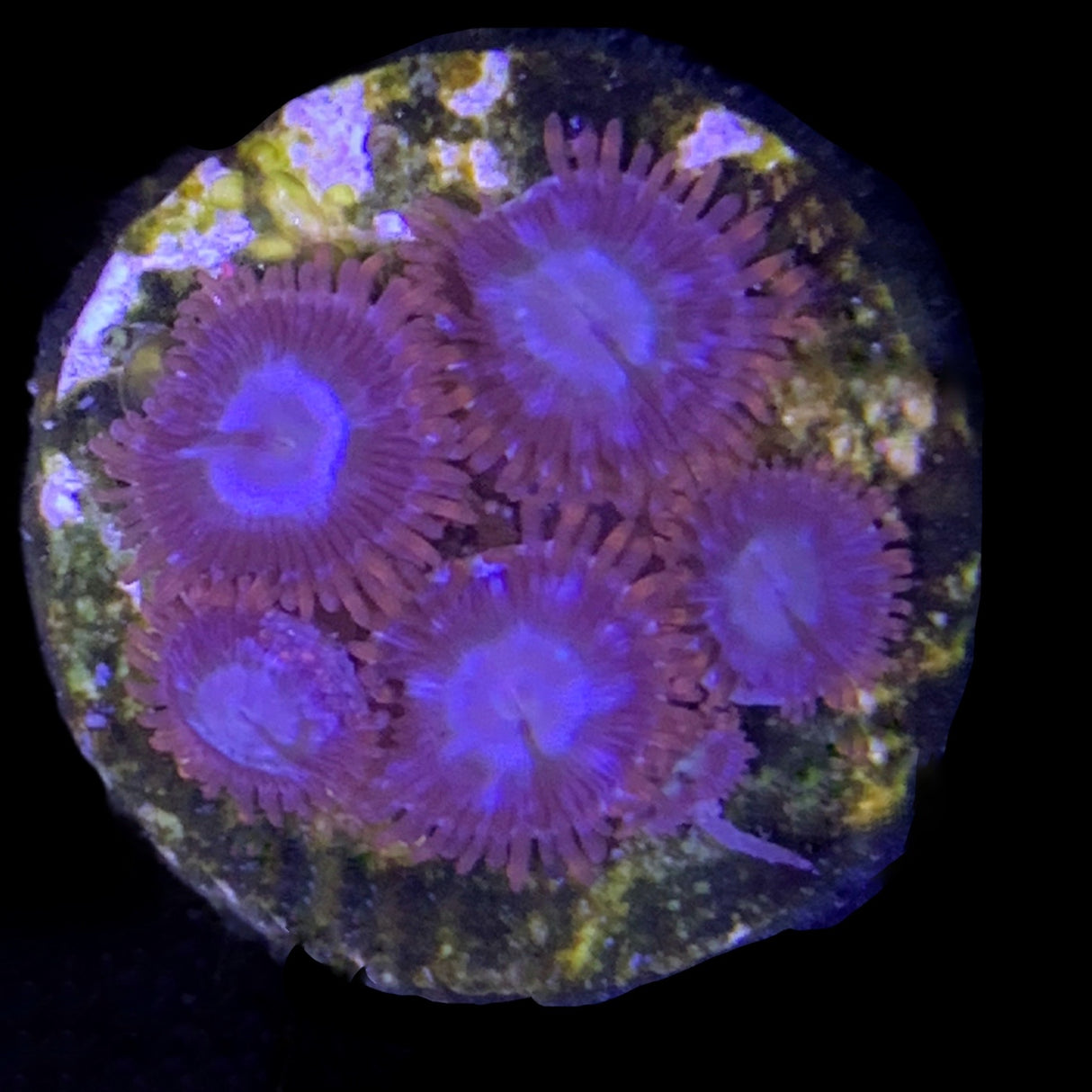 Zoa Frag