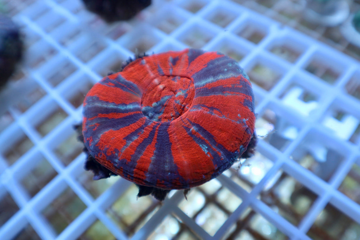 Australian War Paint Scolymia
