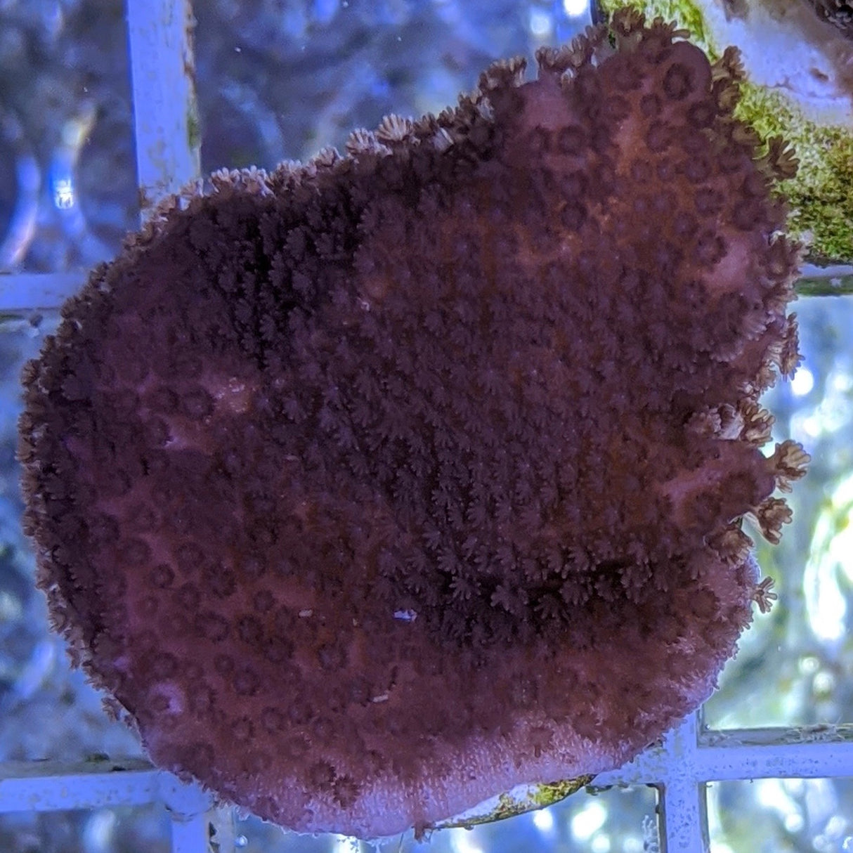 Plating Montipora