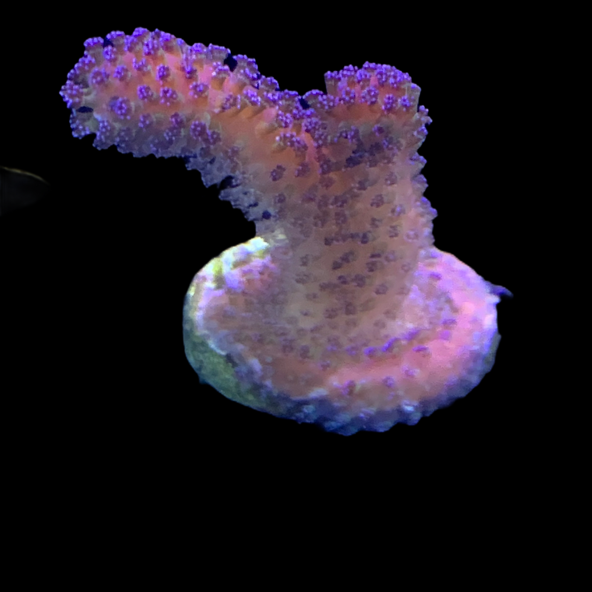 Purple Stylophora Pistillata (UK Grown)