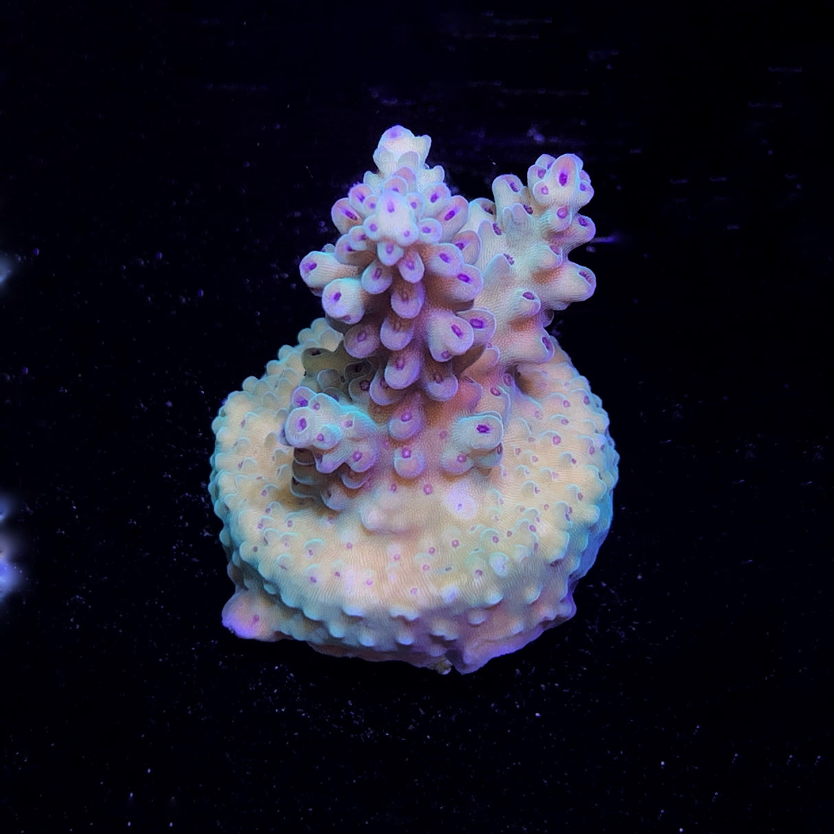 Acropora Frag