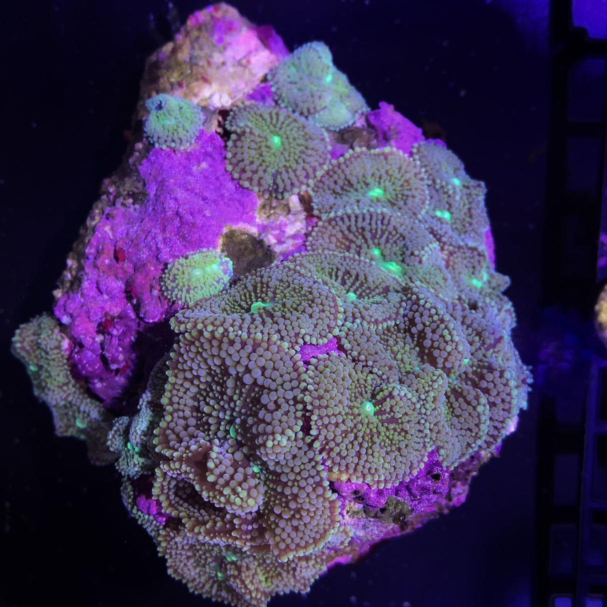 Ricordea Florida colony (Collection Only)