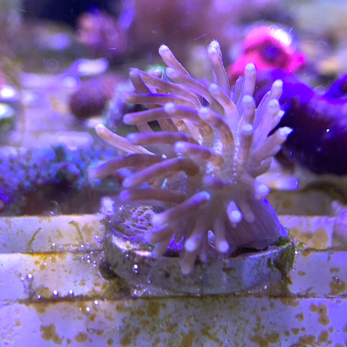 Toadstool Coral