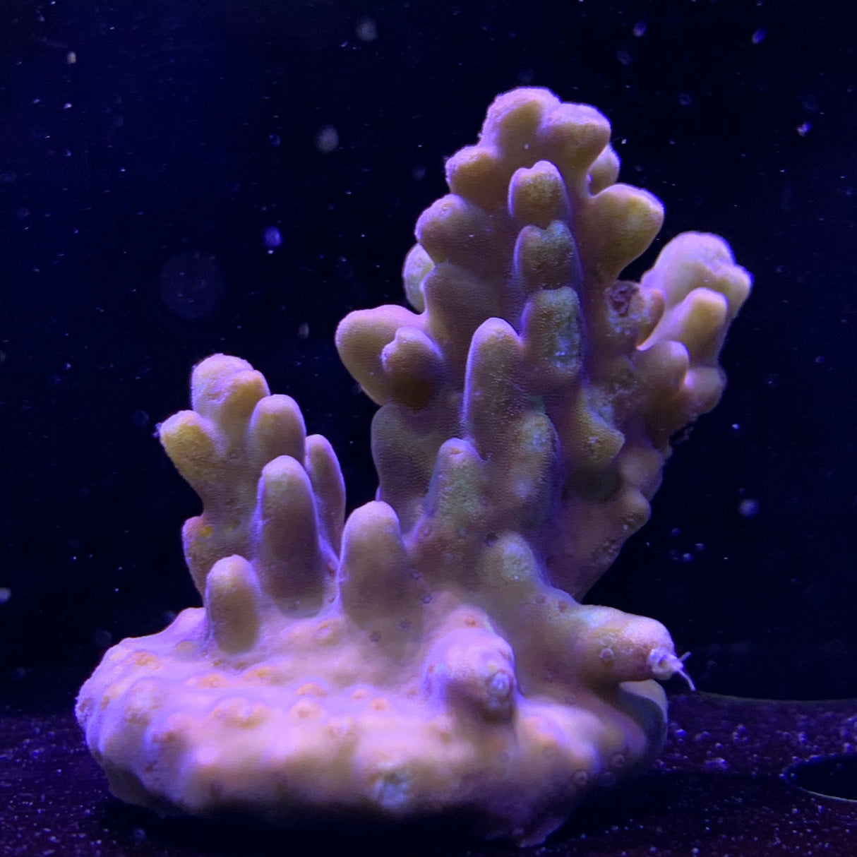 Acropora Frag