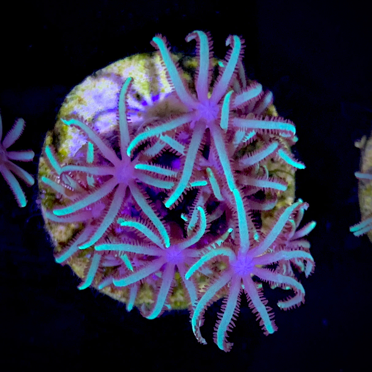 Star Polyps