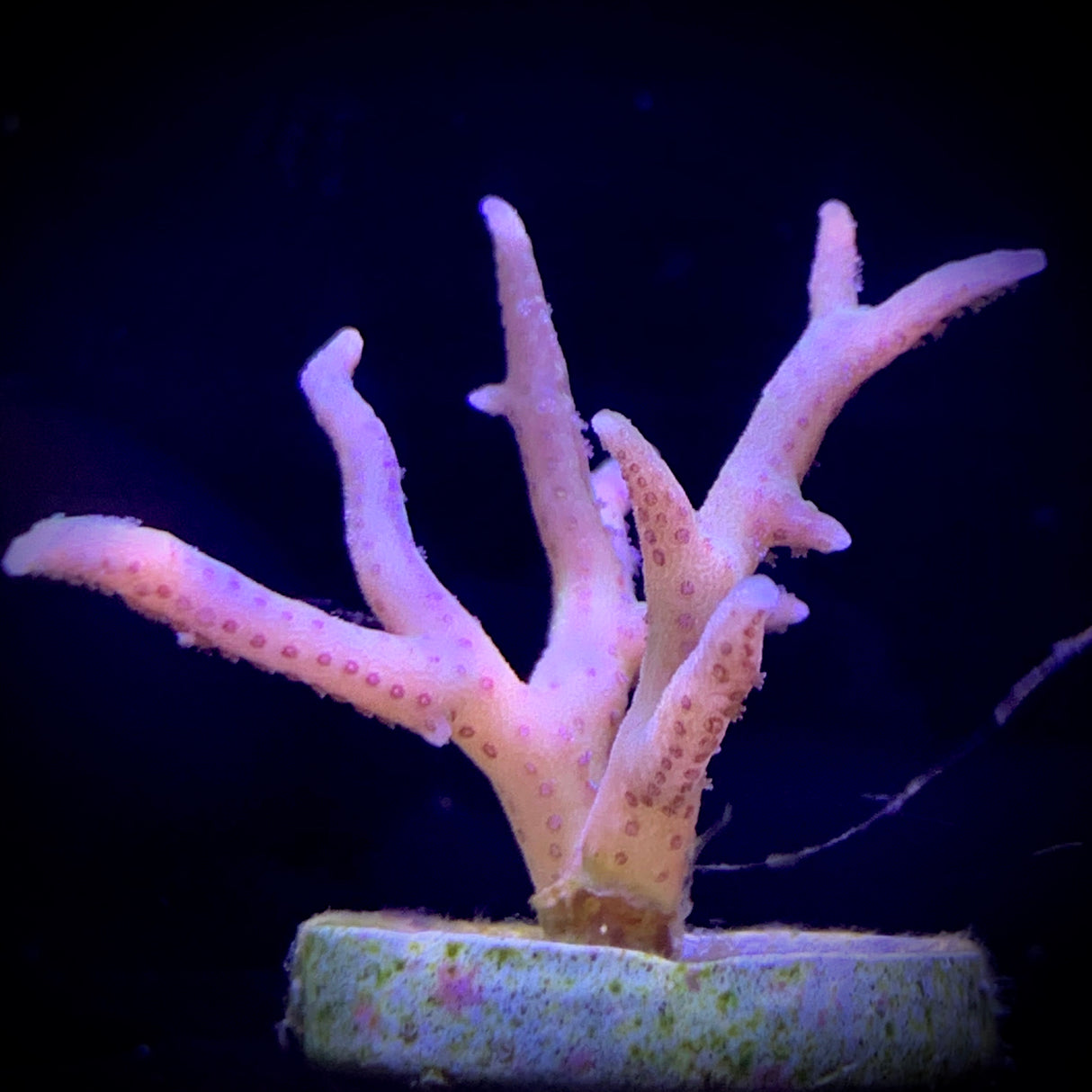 Pink Hystrix Seriatopora