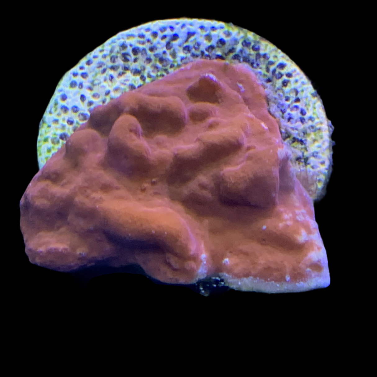 Rusty Red Encrusting Montipora