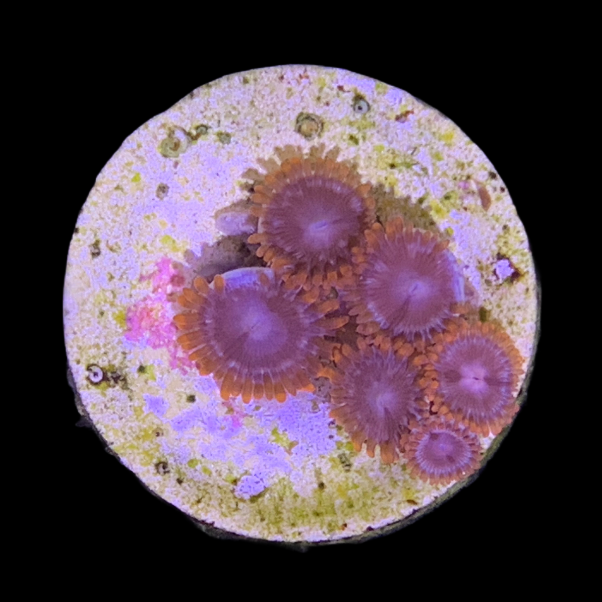 Zoa Frag
