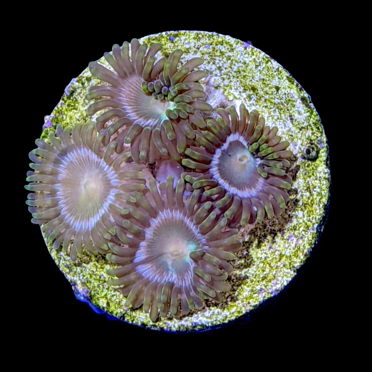 Zoa Frag