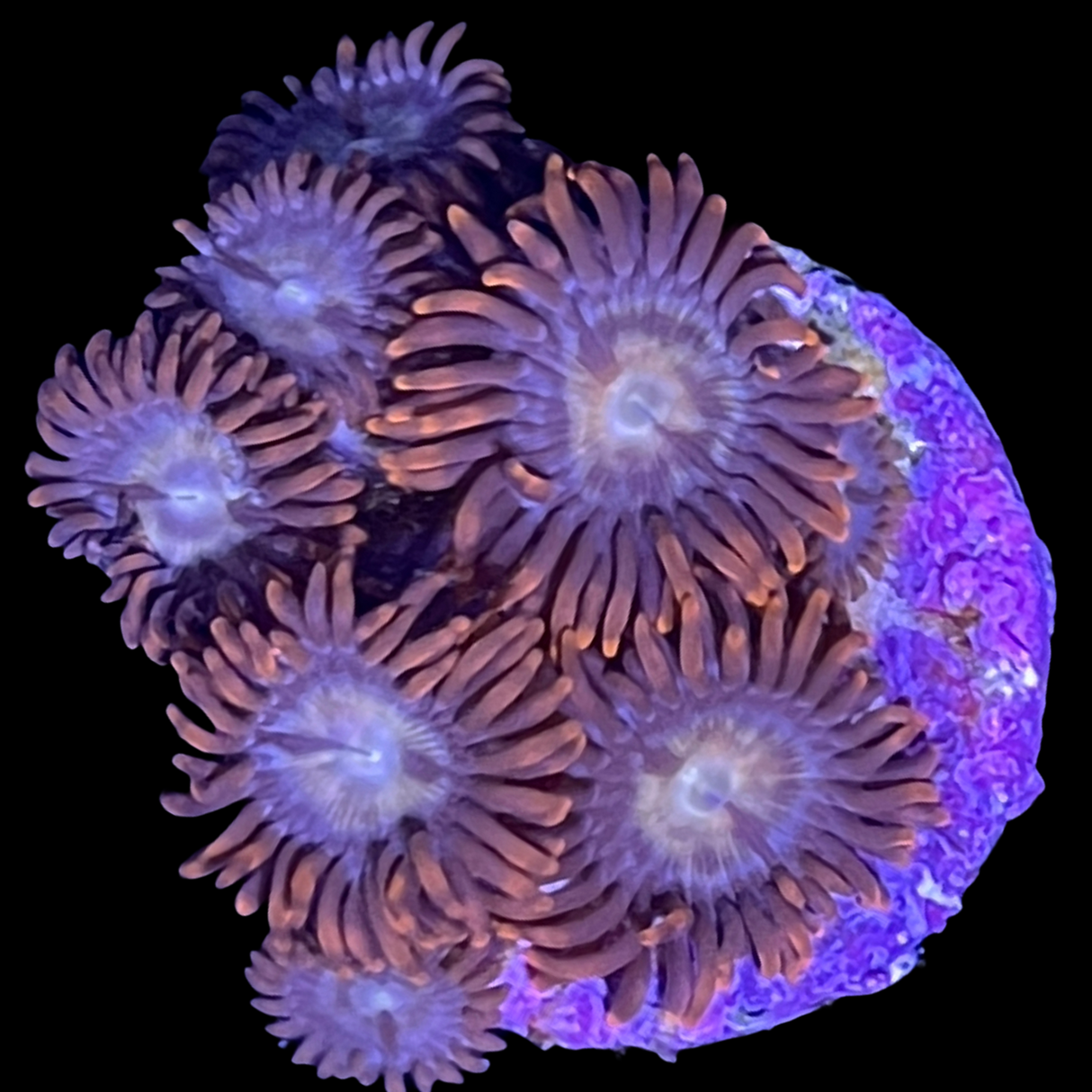 Chocolate Orange Zoa Frag