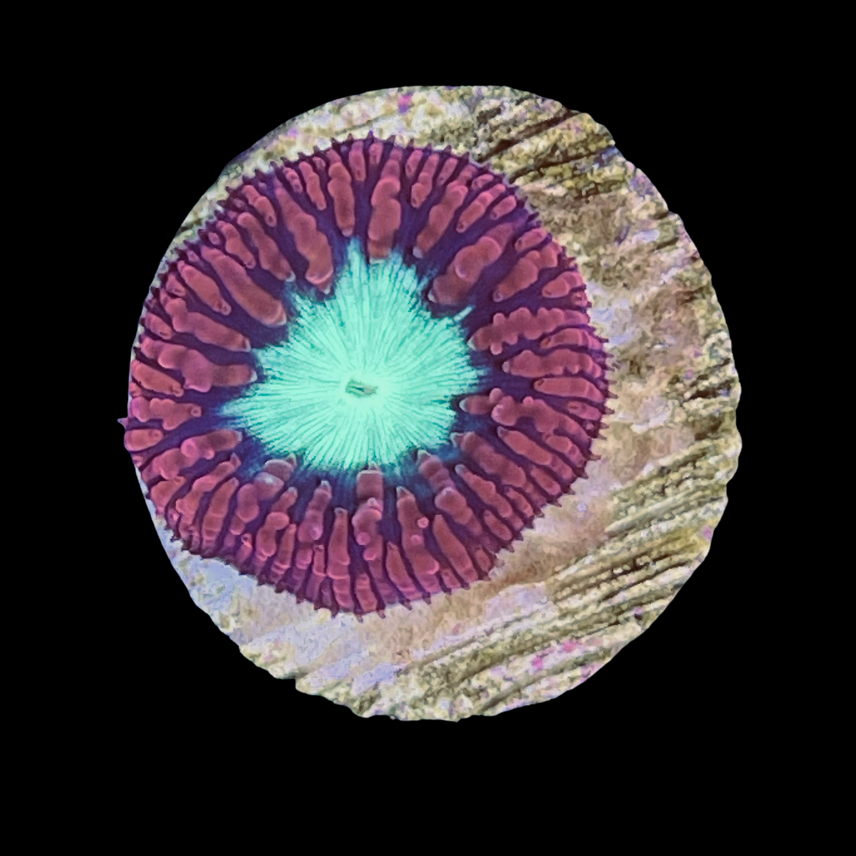 1 Head Red / Green Blastomussa