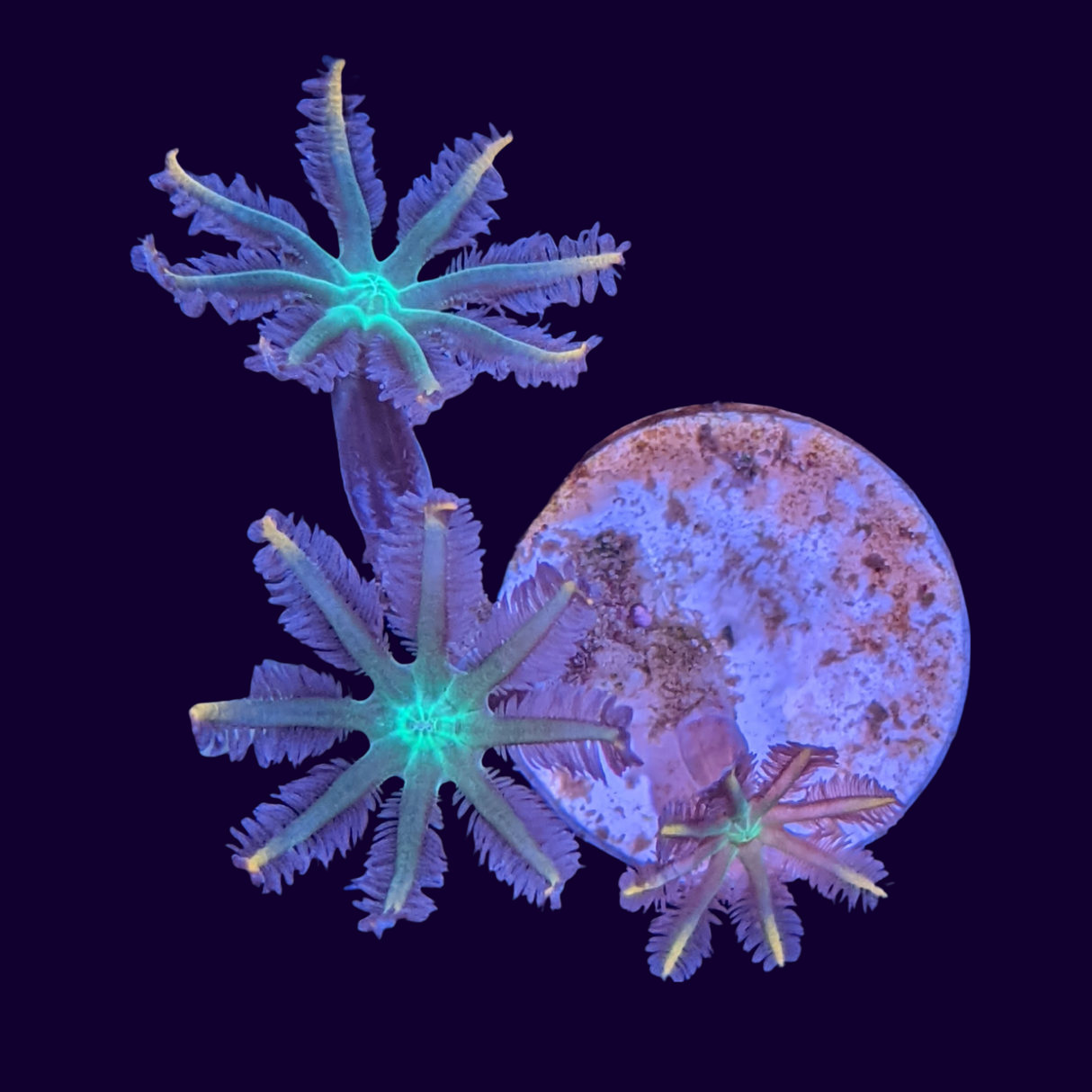 Clove Polyp