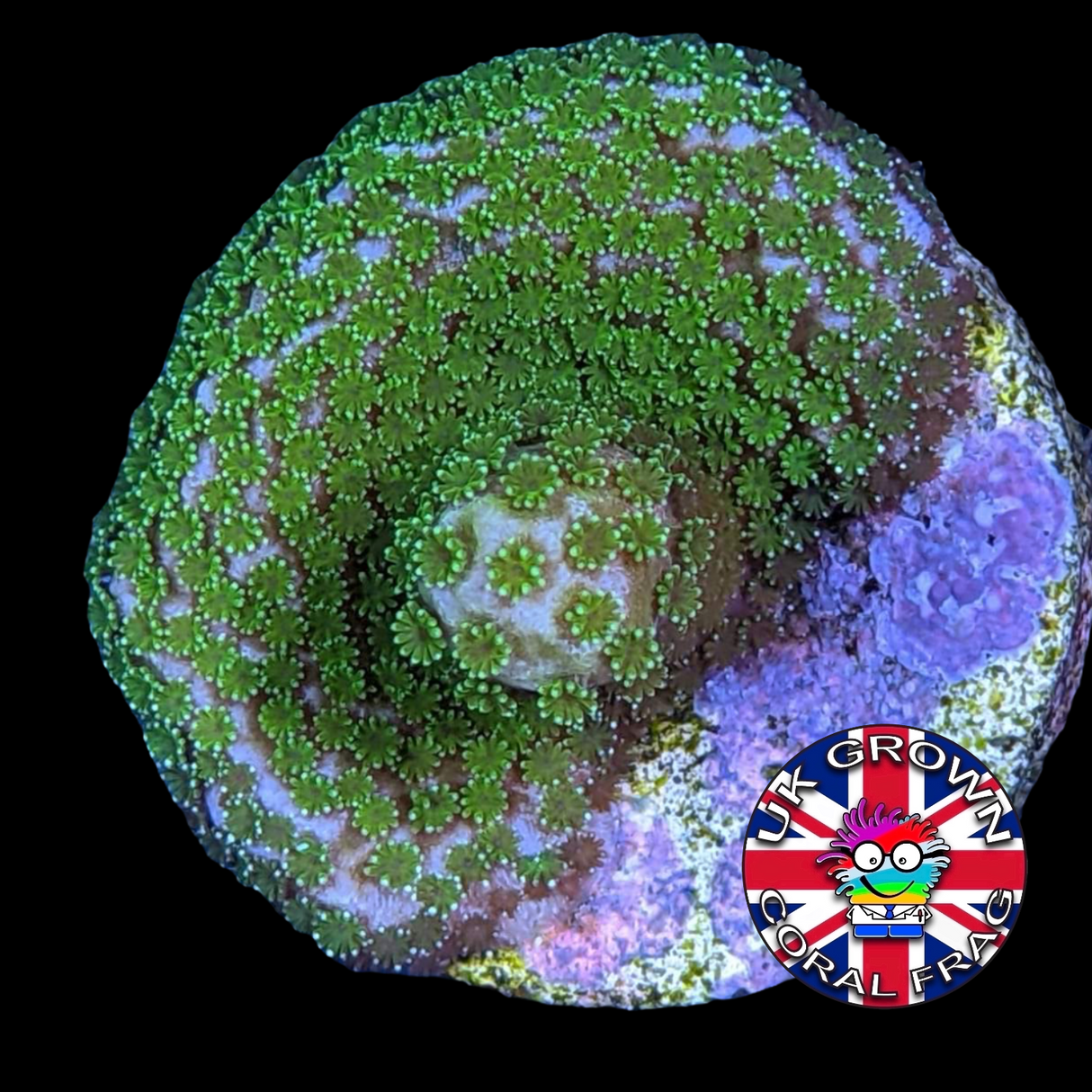 Green Montipora digitata (UK Grown)