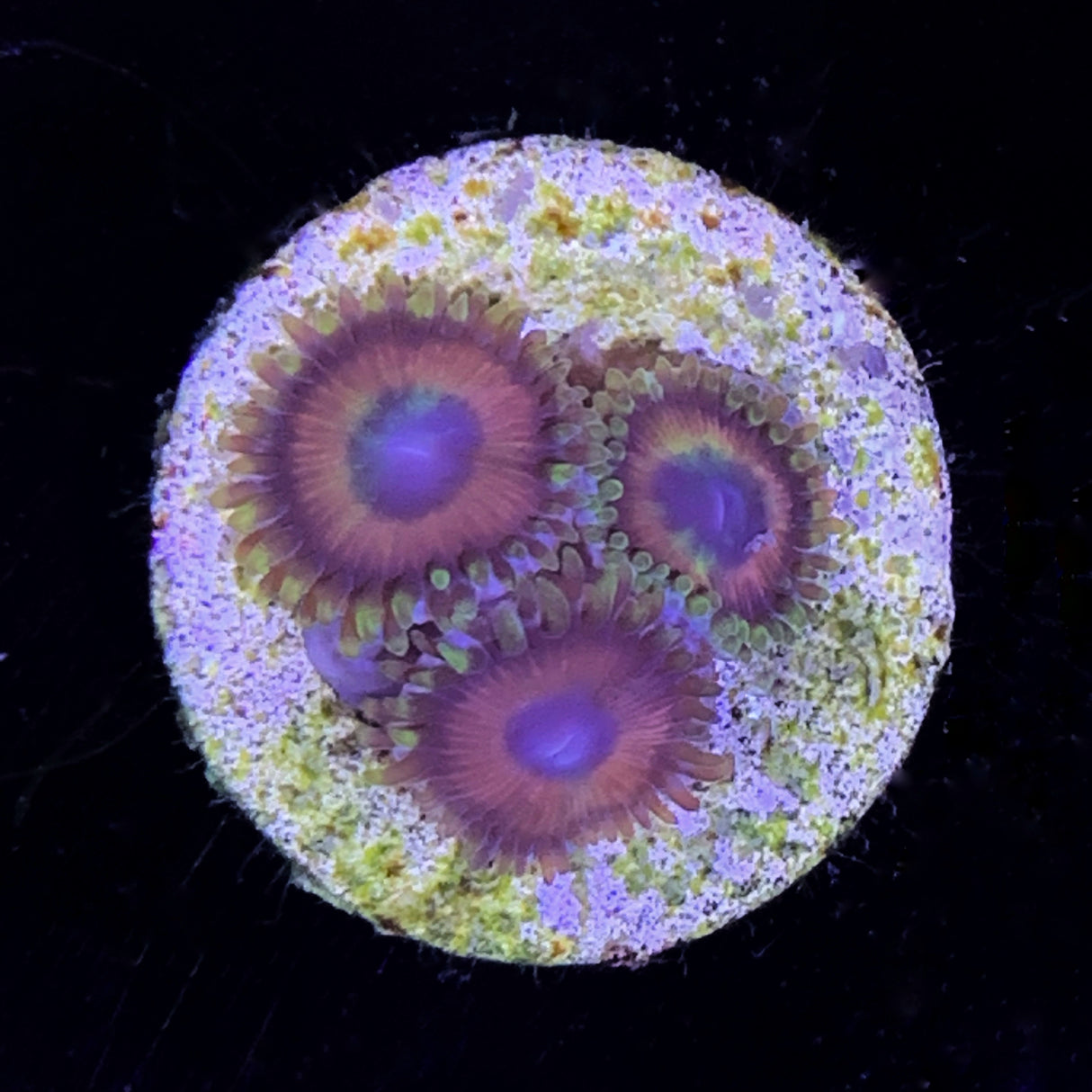 Zoa Frag