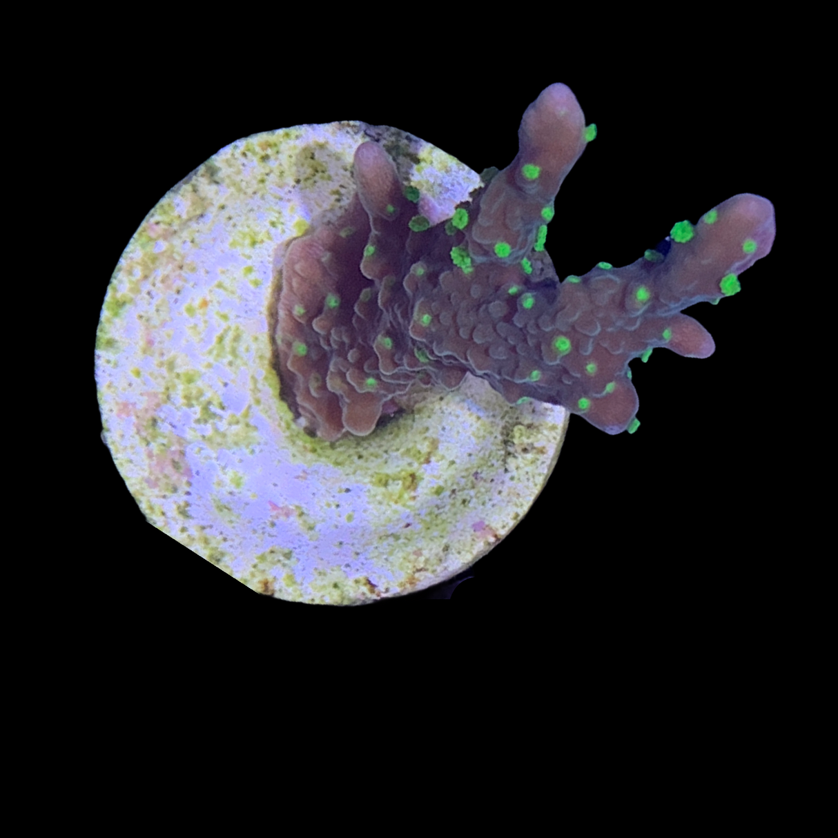 Hirsuta Montipora