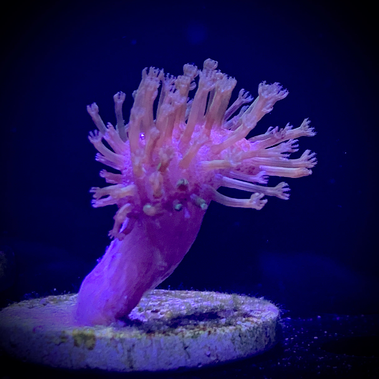Green Polyp Toadstool