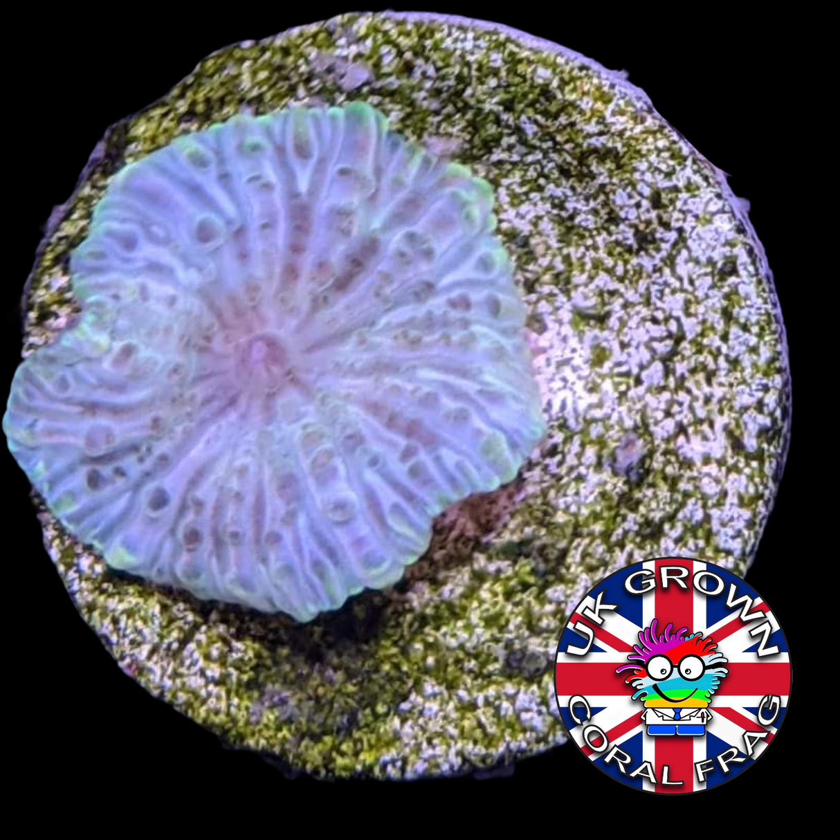 Light Green Mushroom (UK Grown)