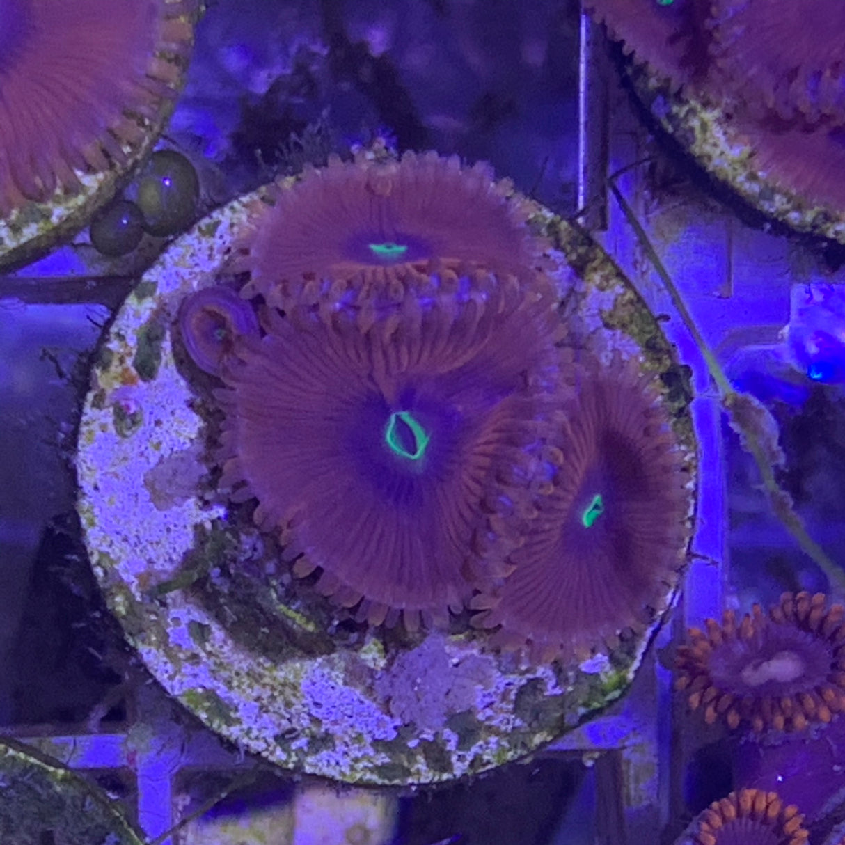 3 polyp Zoa frag