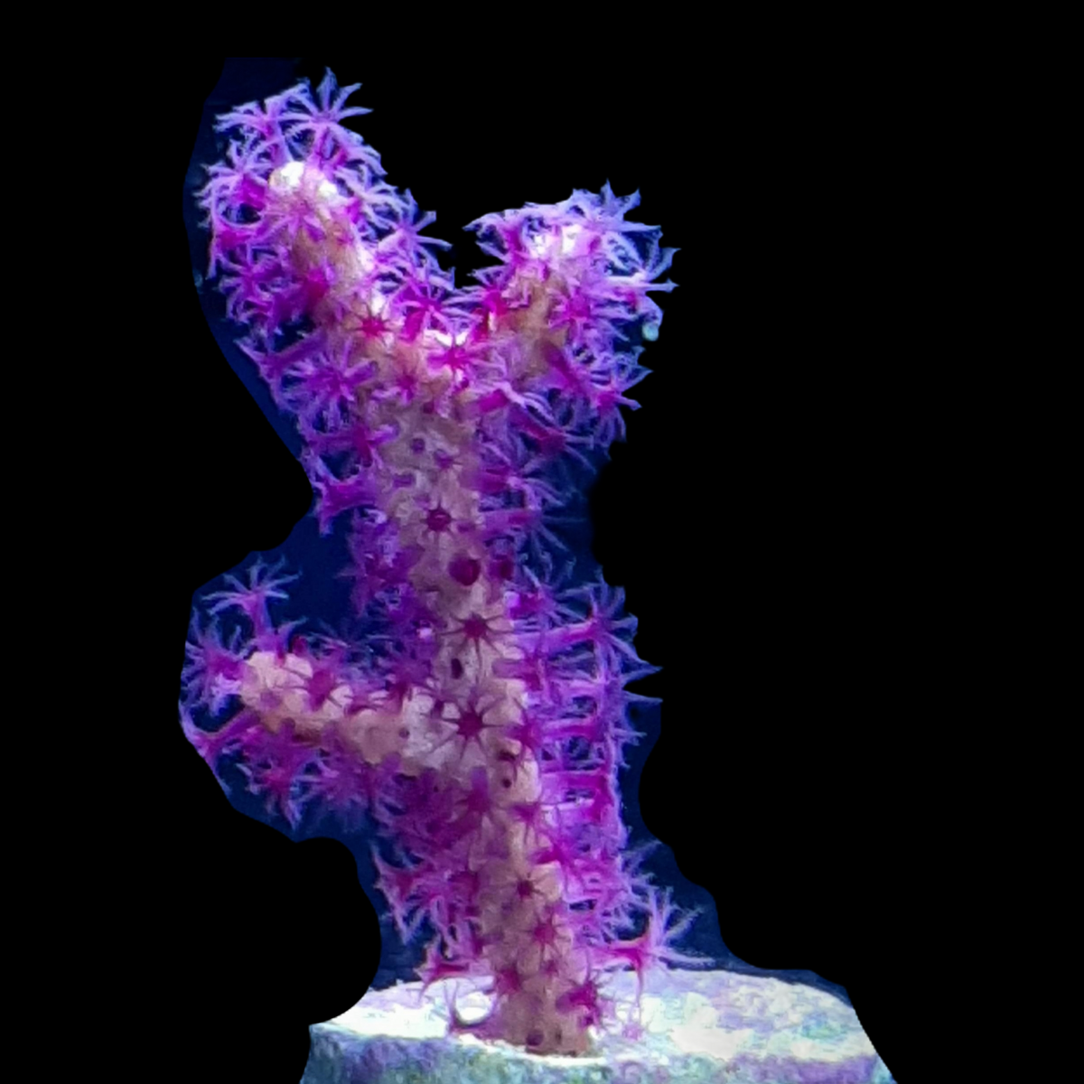 Echinogorgia Rigida Gorgonian