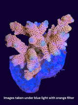 Acropora Indonesia Colonies