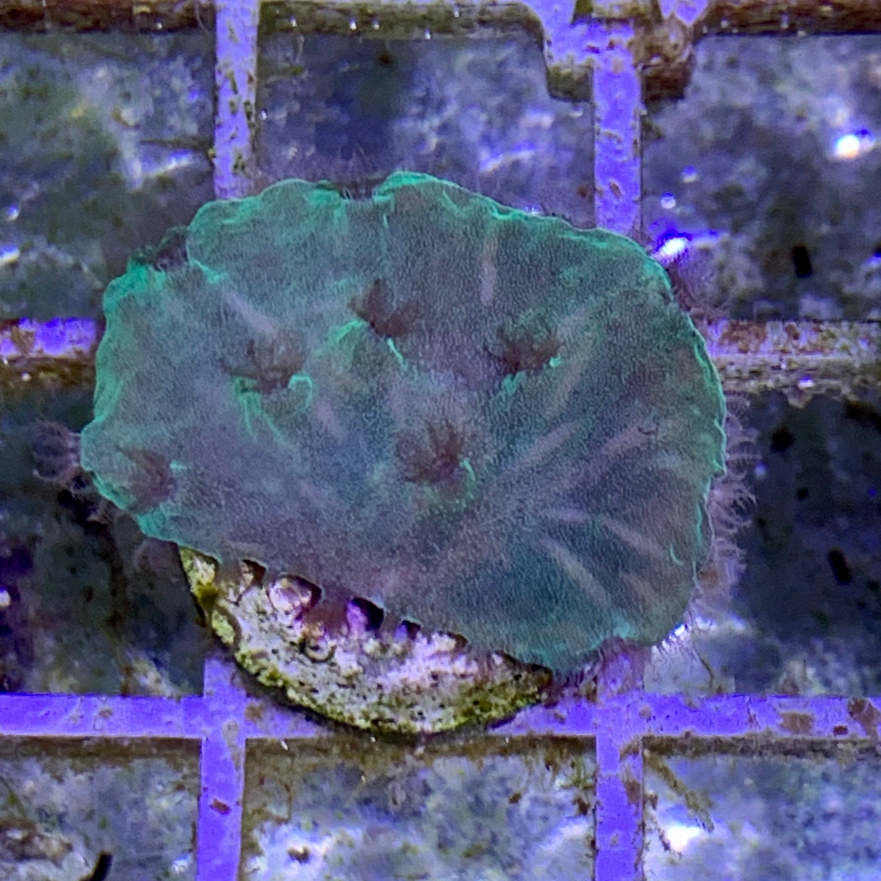 Green Cabbage Coral