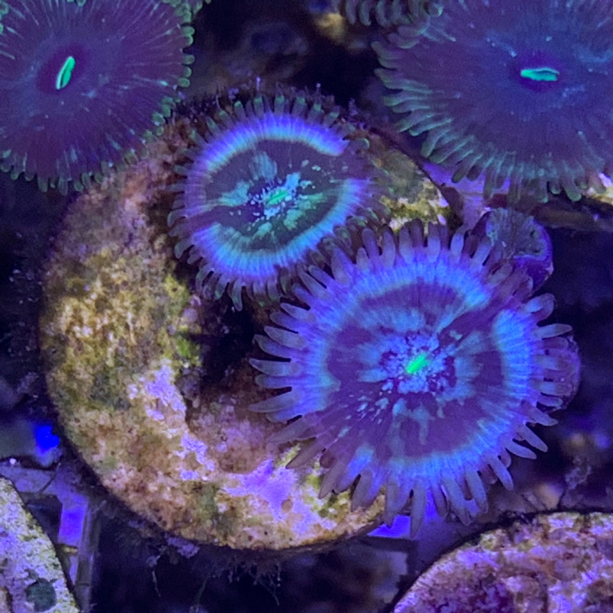 2 polyp Zoa frag