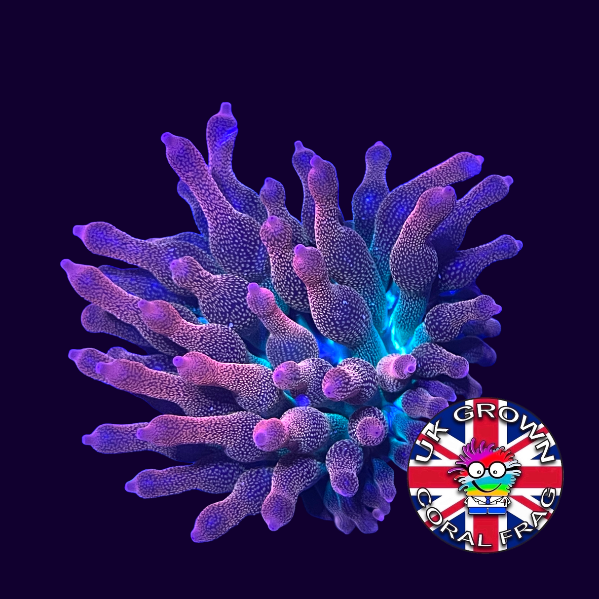 Tri-Coloured Bubble Tip Anemone (Collection Only)