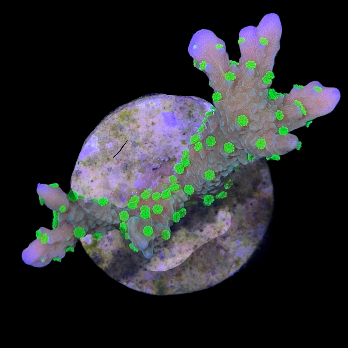 Hirsuta Montipora