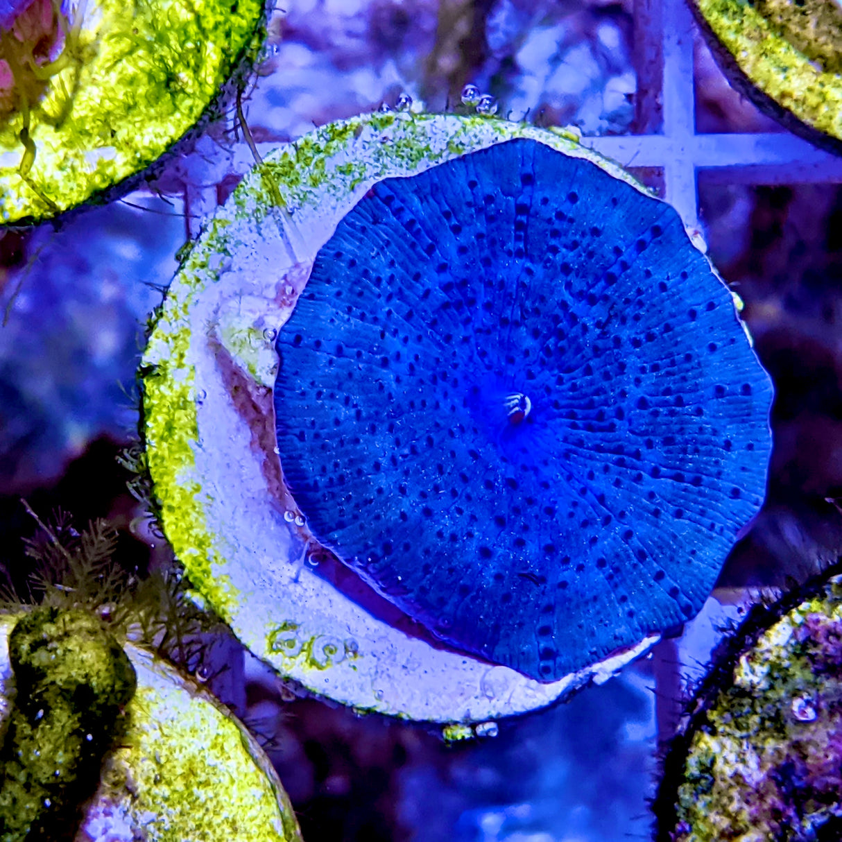 Blue Mushroom