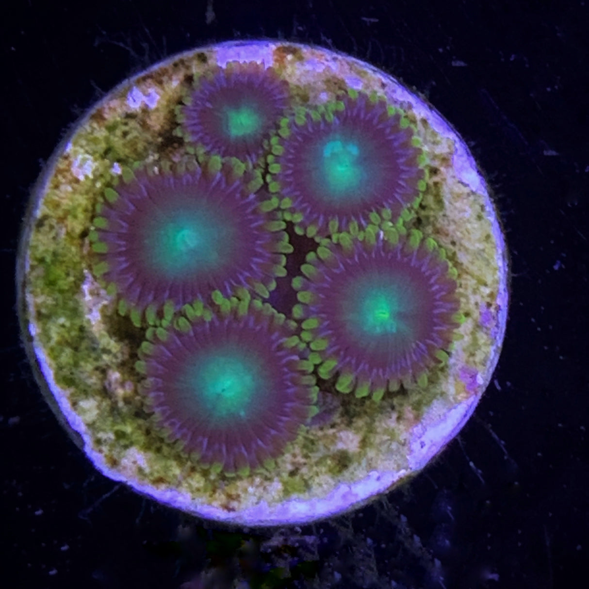 Zoa Frag