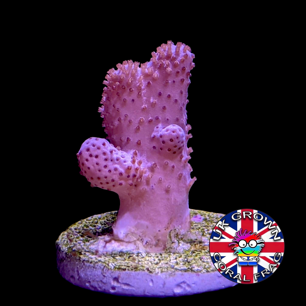 Sinularia (UK Grown)