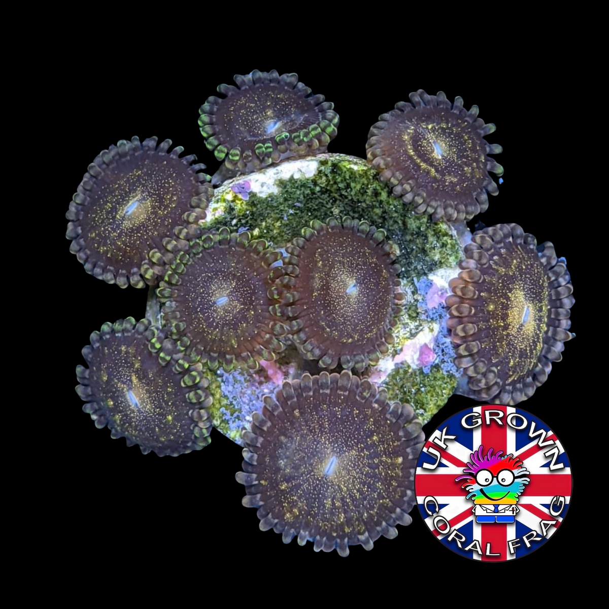 Reverse Space Monster Zoa Frag (UK Grown)