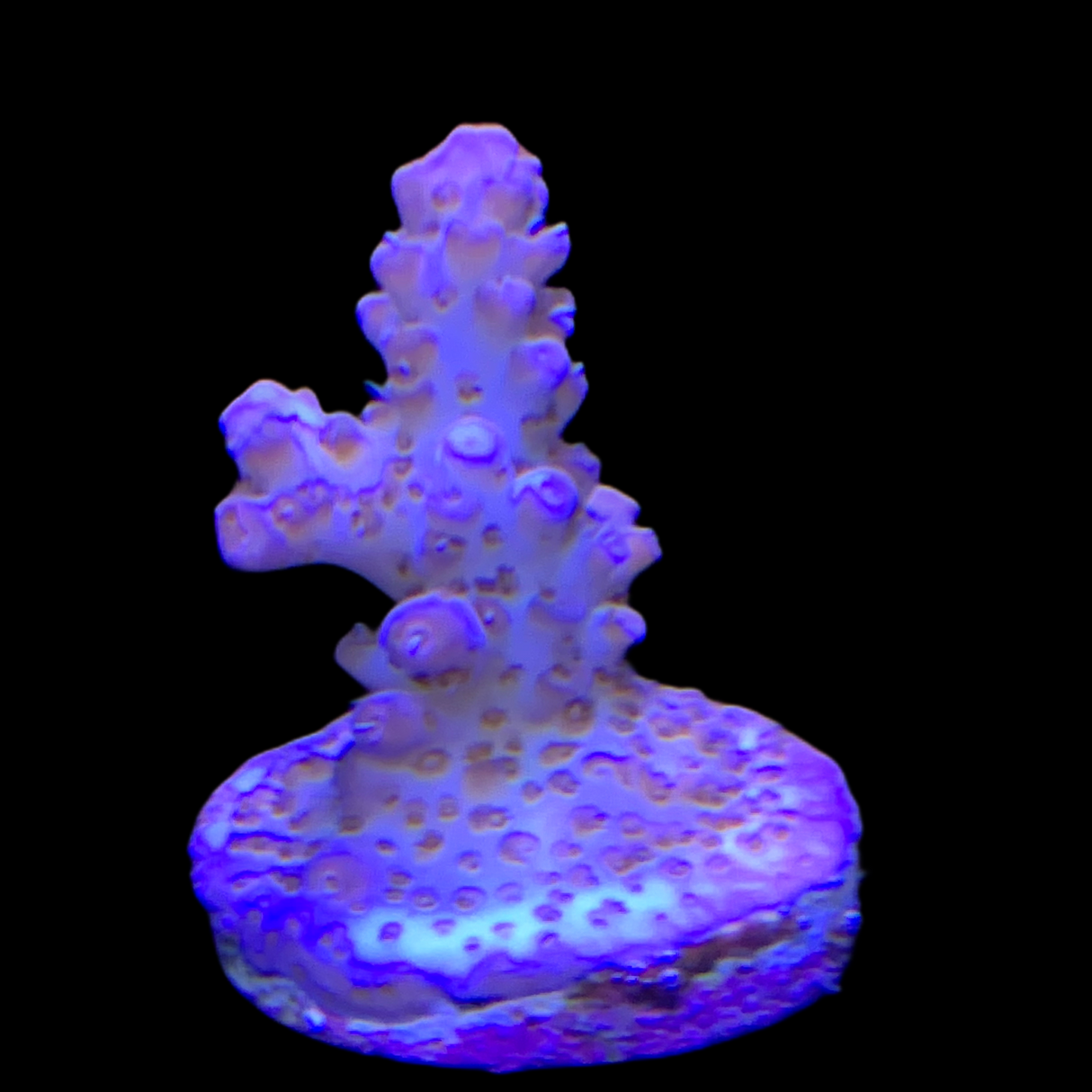 Acropora Frag