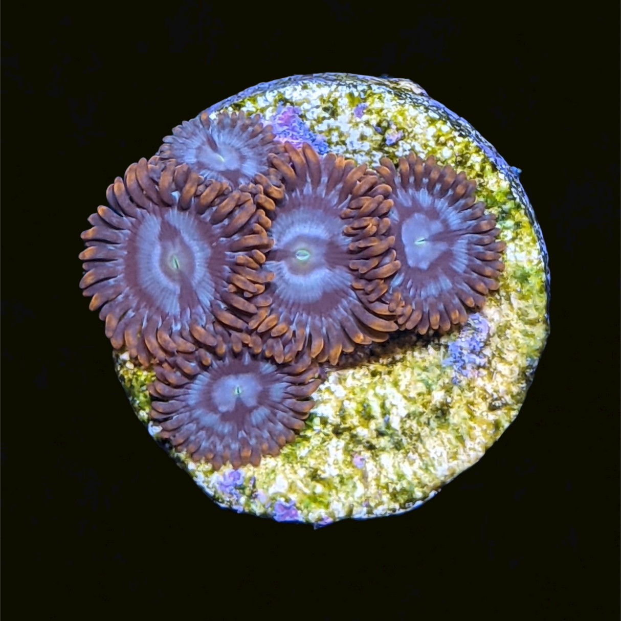 Forget Me Not Zoa Frag