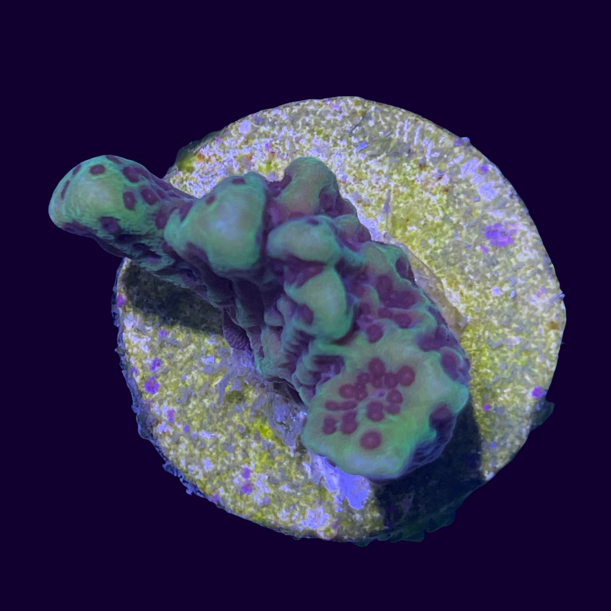Confusa Montipora