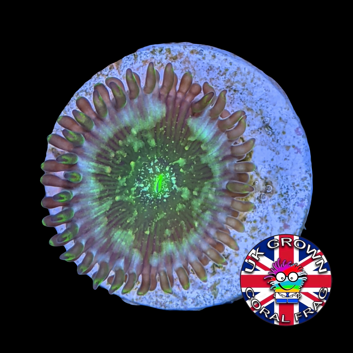 Hawaiian People Eater Zoa Frag (UK Grown)