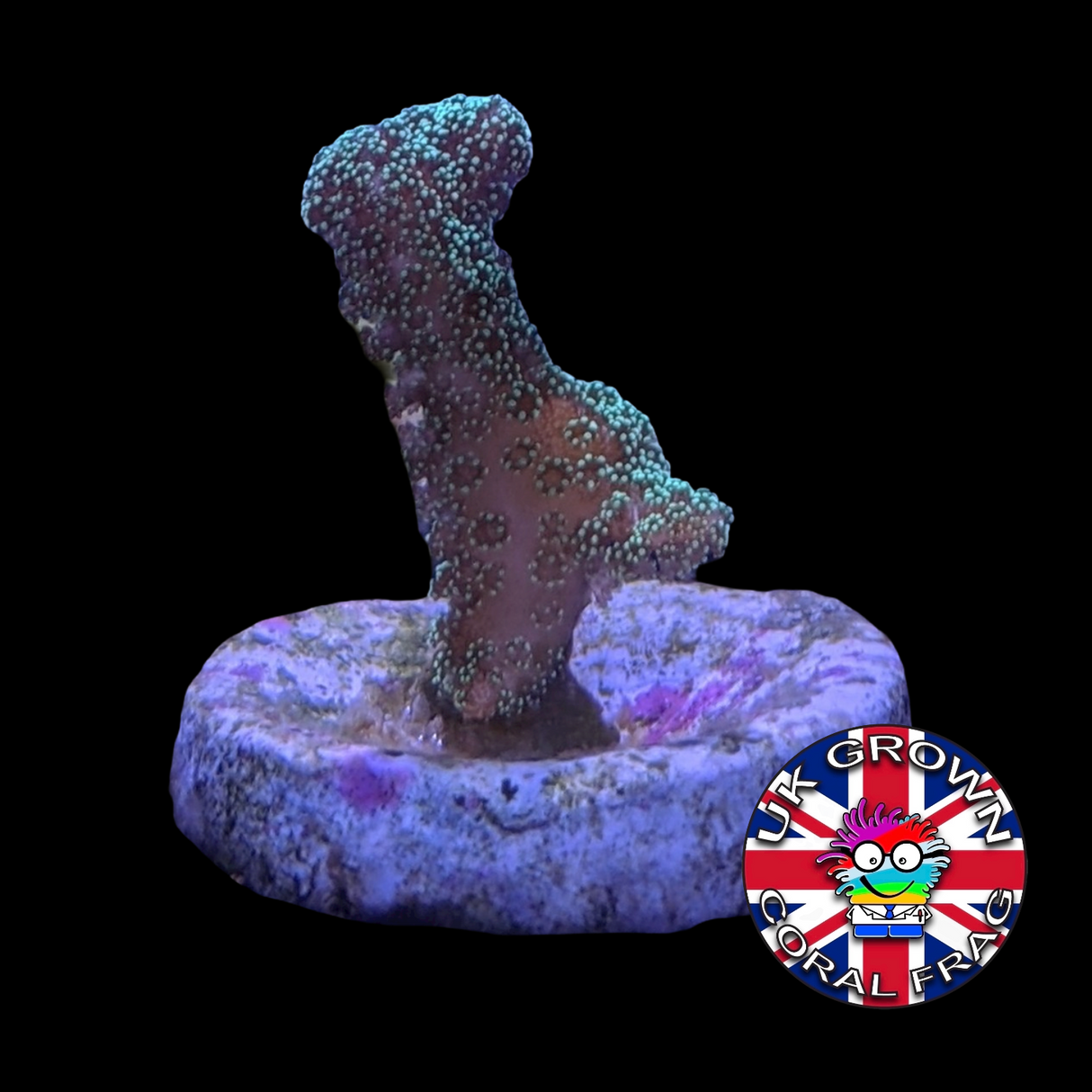Green Hystrix Seriatopora (UK Grown)