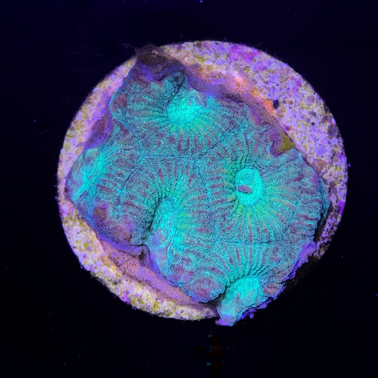 Favia Coral