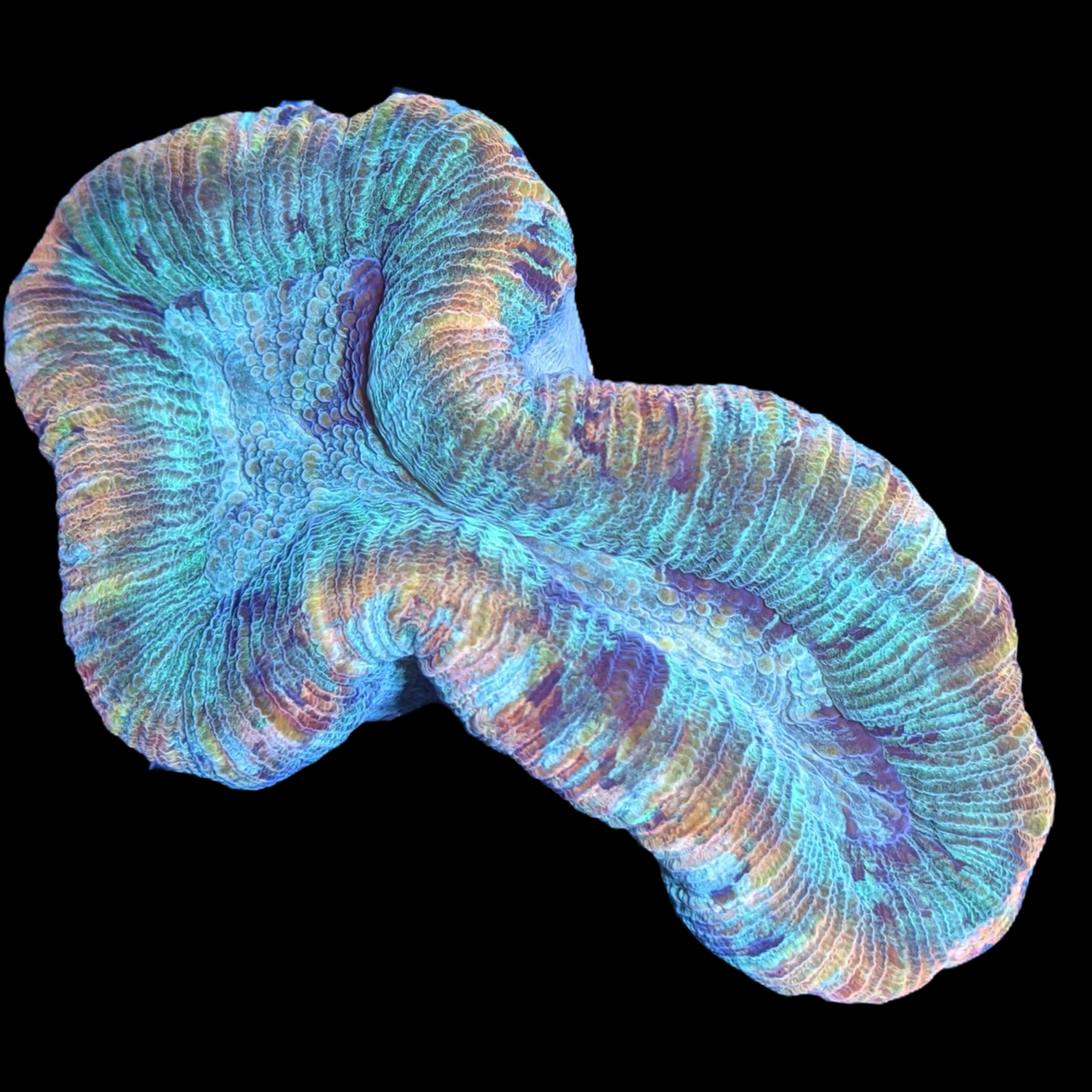 Trachyphyllia (Collection Only)