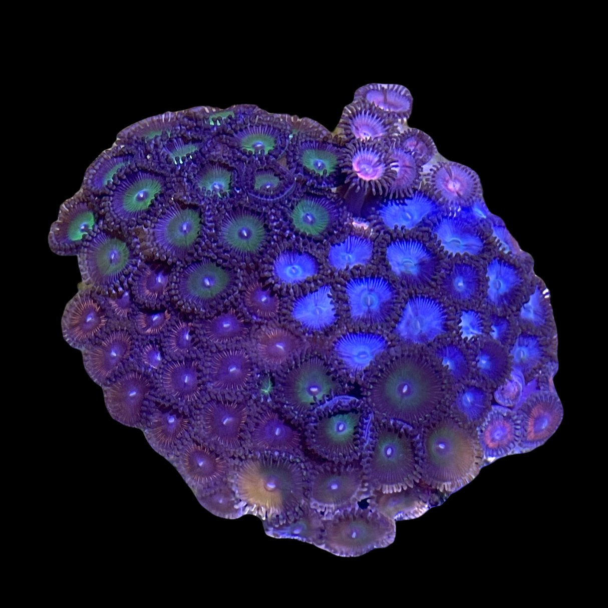 Multiple Indonesian Zoa Disc