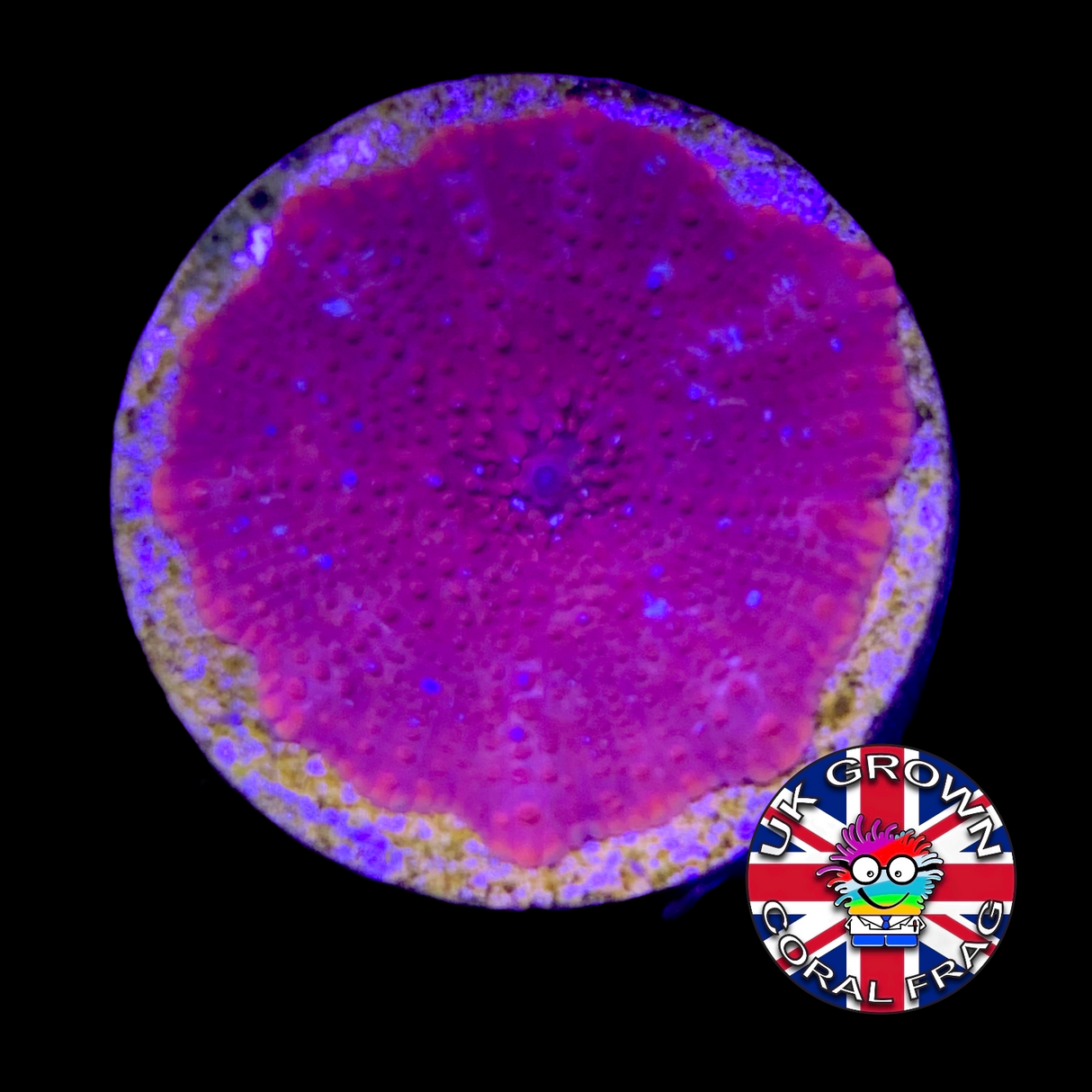 Rust Red Mushroom (UK Grown)