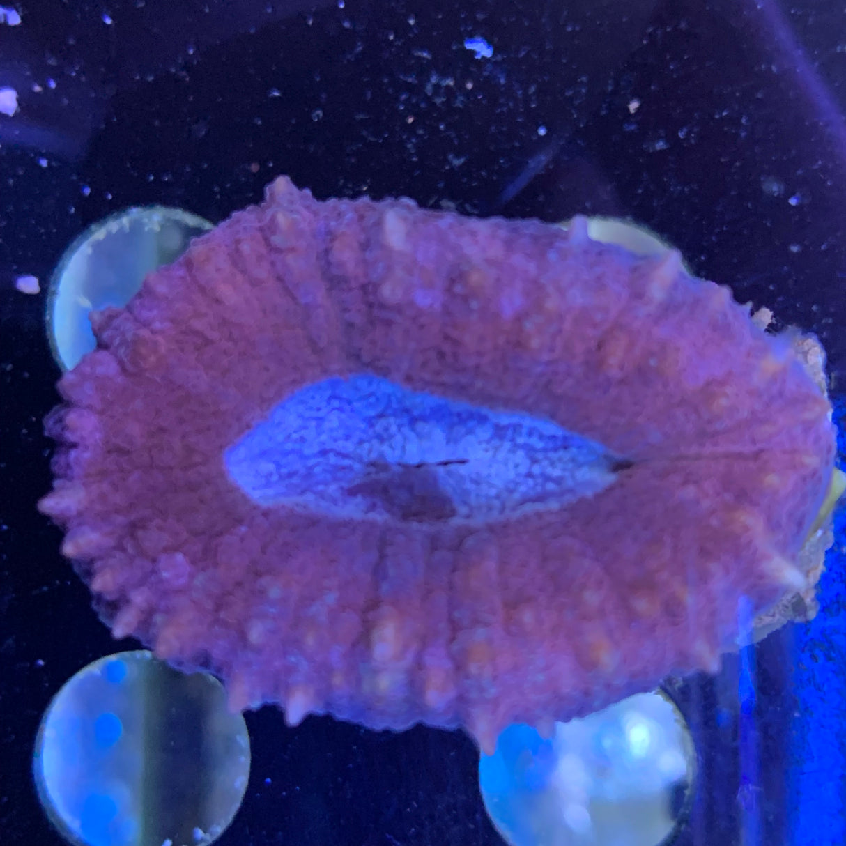 Blue Mouth Lobophyllia