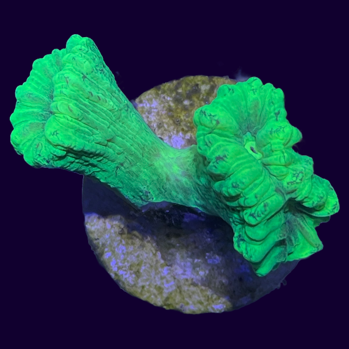 Neon Green Candy Cane