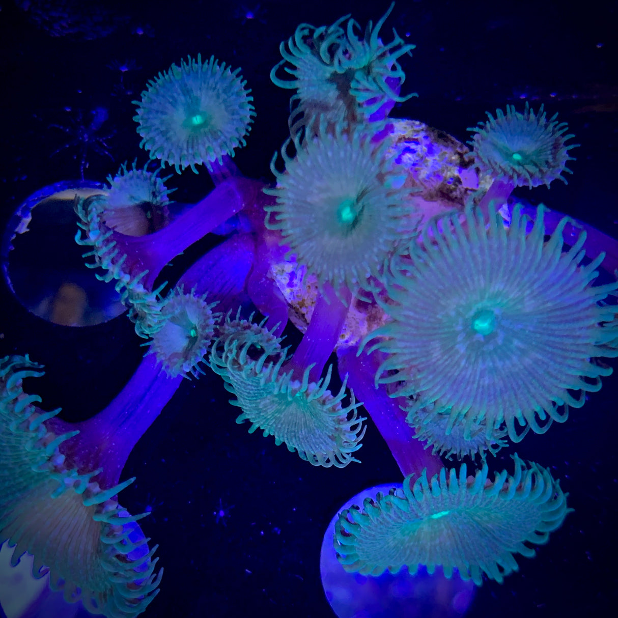 Zoa Frag