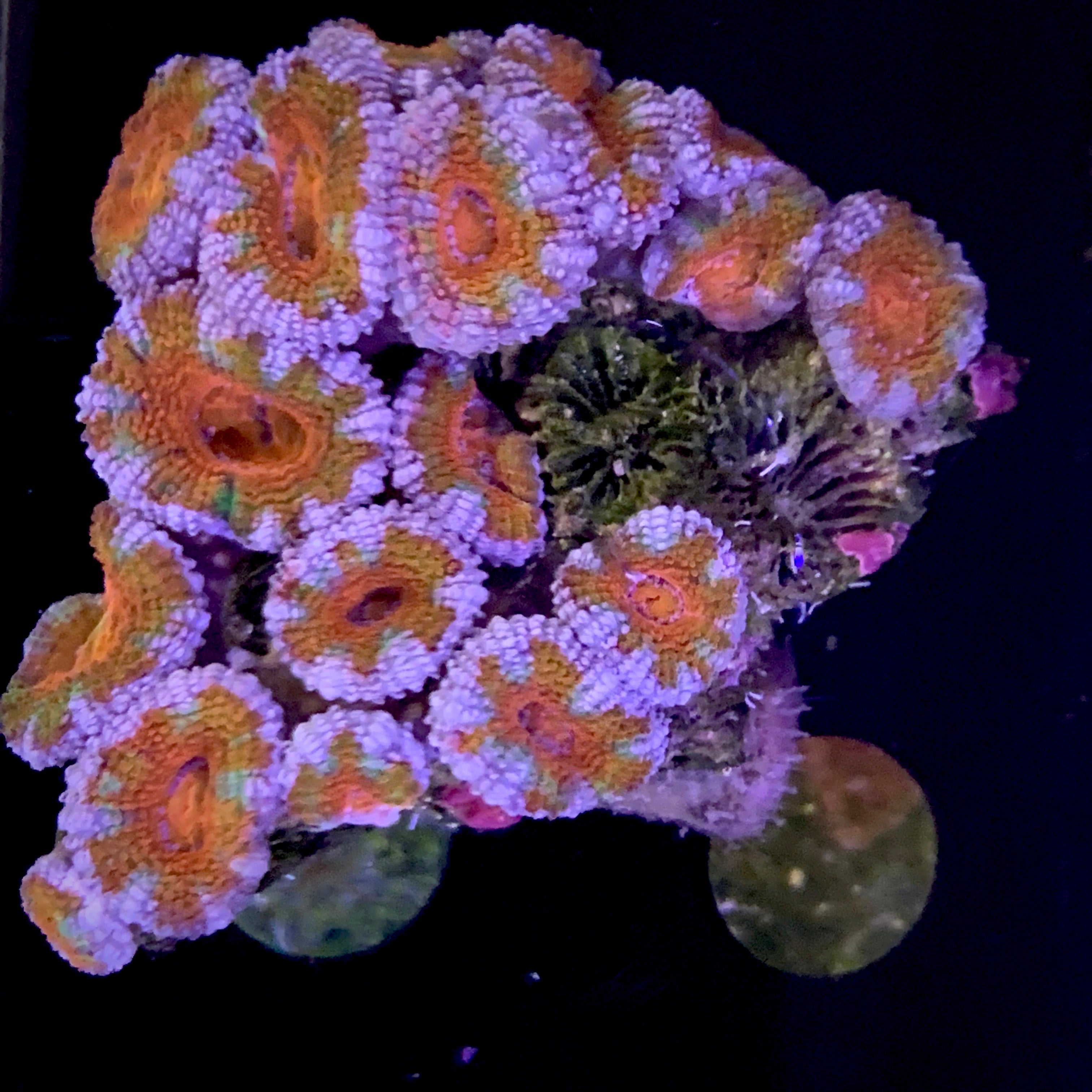 Acanthastrea Lordhowensi