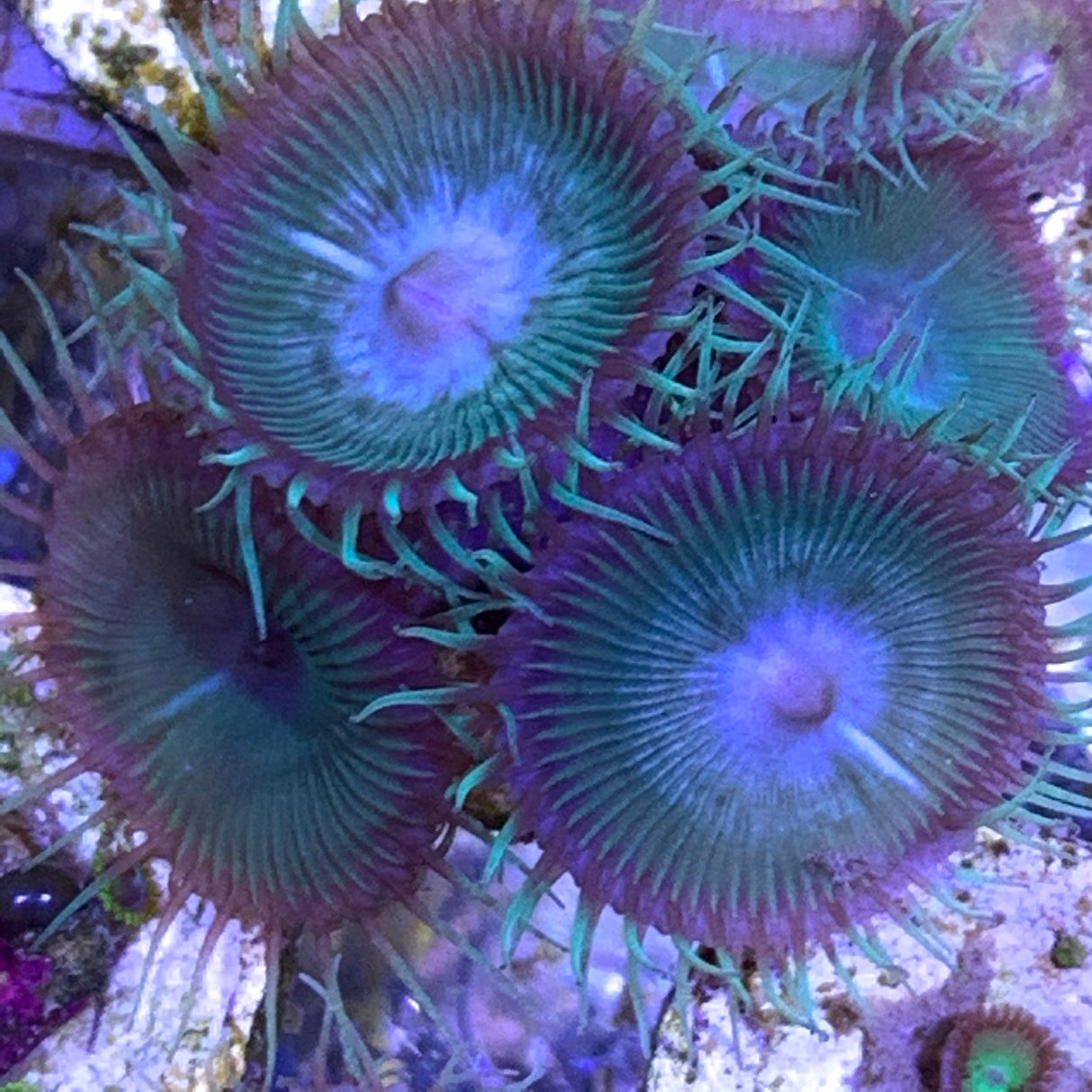 Paly Zoa frag