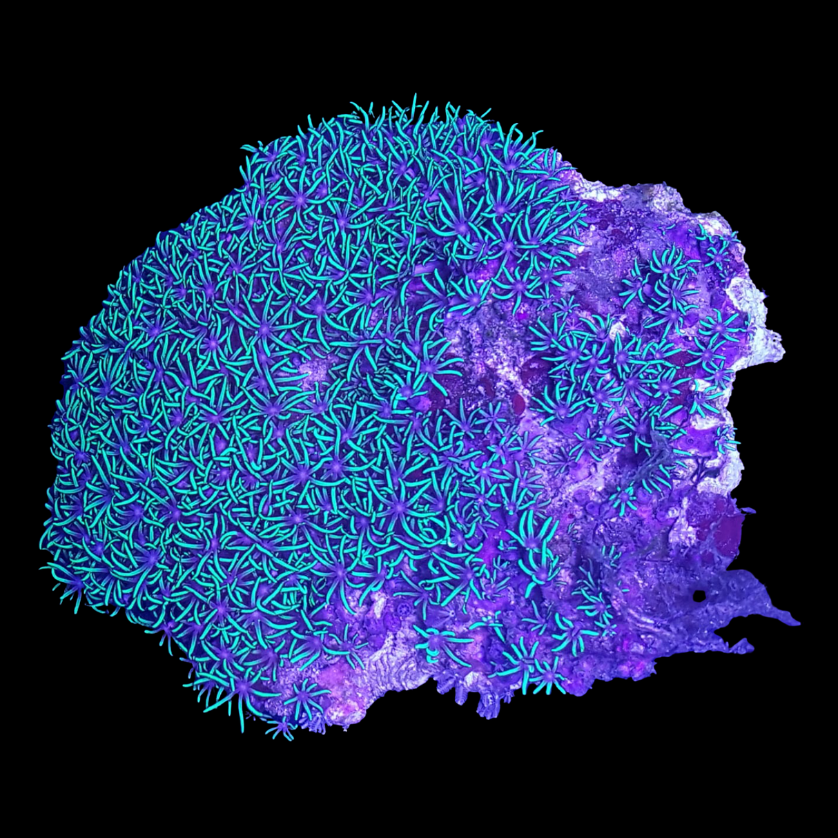 Star Polyps colony