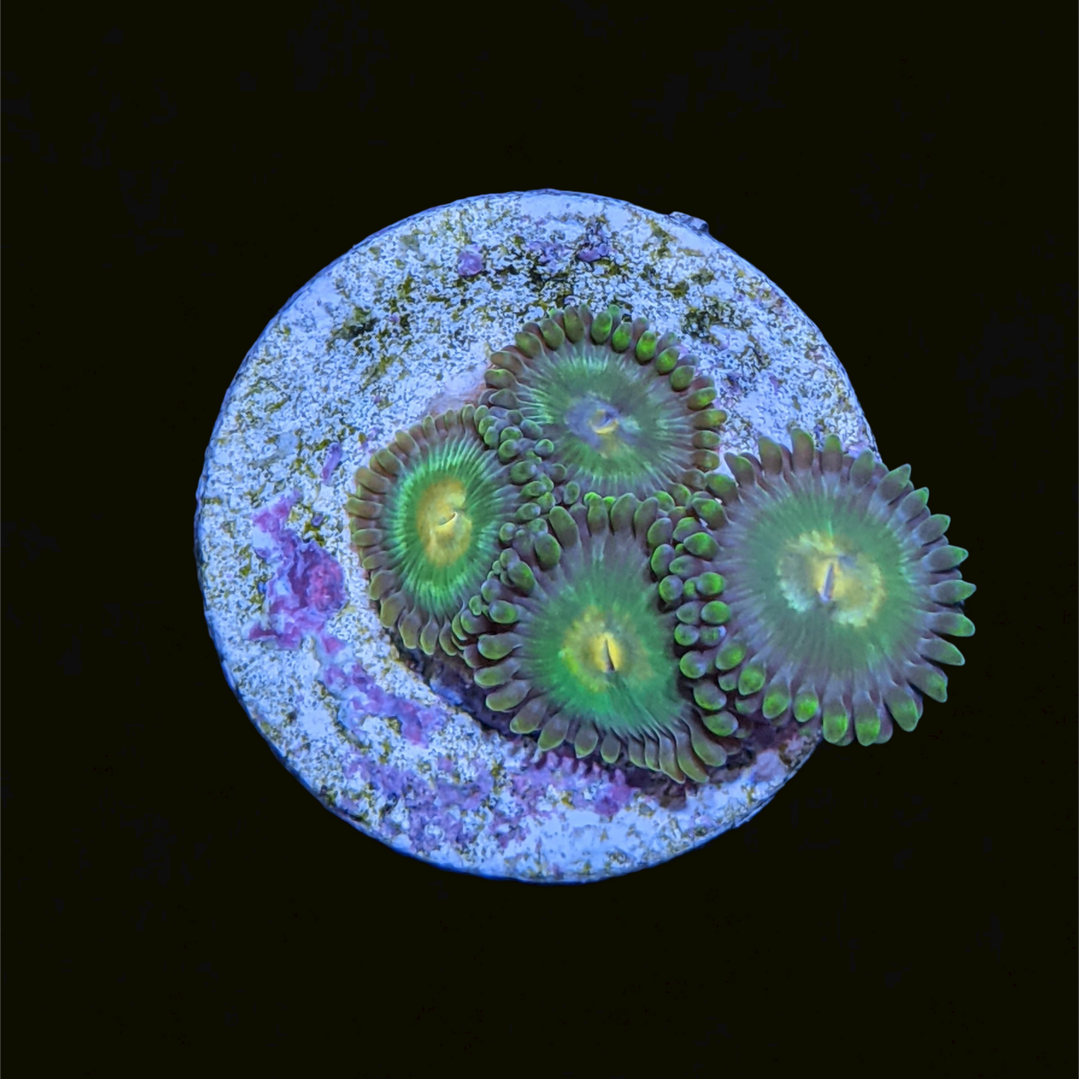 John Deere Zoa Frag