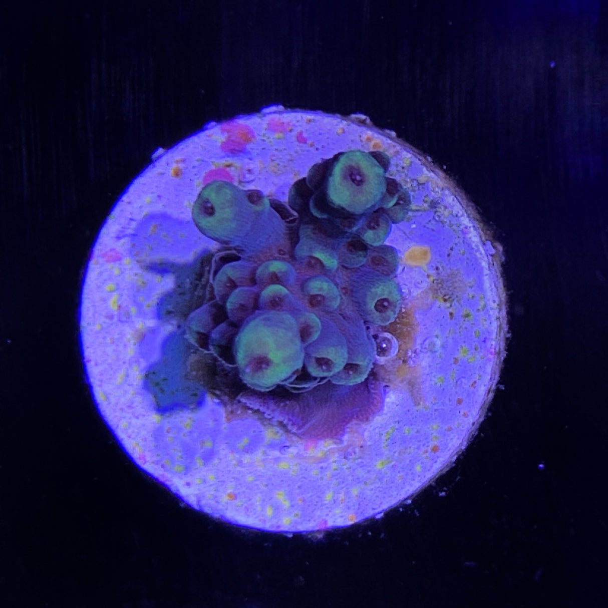 Acropora Frag